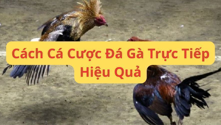 Cách Cá Cược Đá Gà Trực Tiếp Hiệu Quả