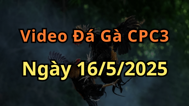 Video Đá Gà Trực Tiếp CPC3 ngày 16/5/2025 Cùng DaGa4K