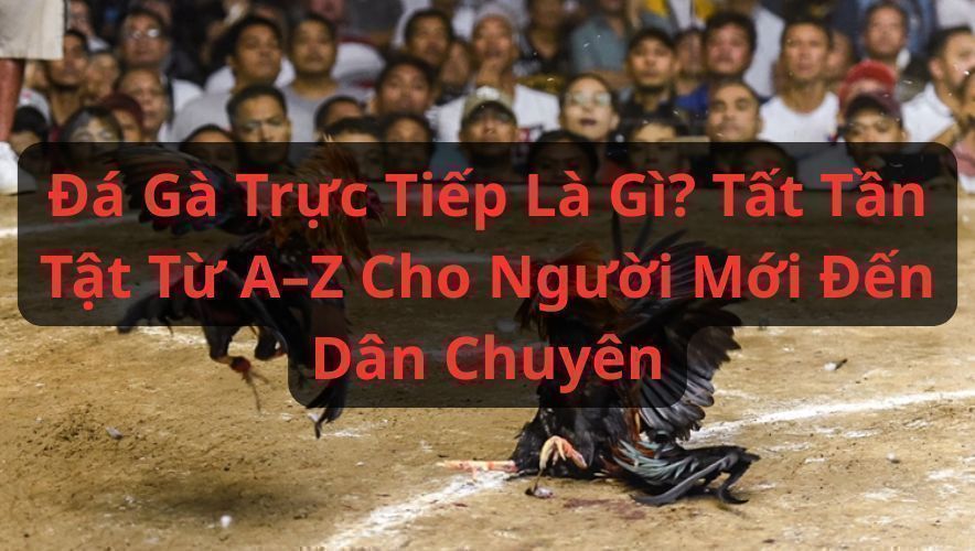 Đá Gà Trực Tiếp Là Gì? Tất Tần Tật Từ A–Z Cho Người Mới Đến Dân Chuyên