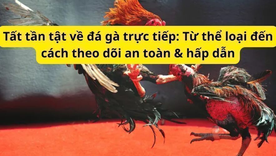 Tất tần tật về đá gà trực tiếp: Từ thể loại đến cách theo dõi an toàn & hấp dẫn