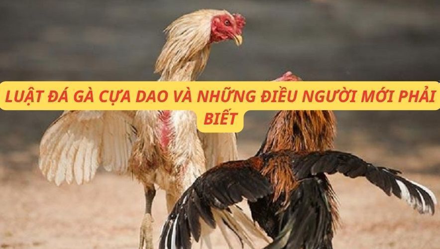LUẬT ĐÁ GÀ CỰA DAO VÀ NHỮNG ĐIỀU NGƯỜI MỚI PHẢI BIẾT