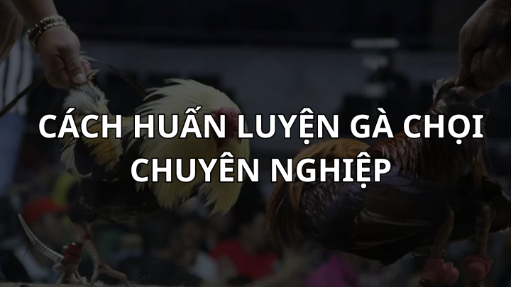 Cách huấn luyện gà chọi chuyên nghiệp