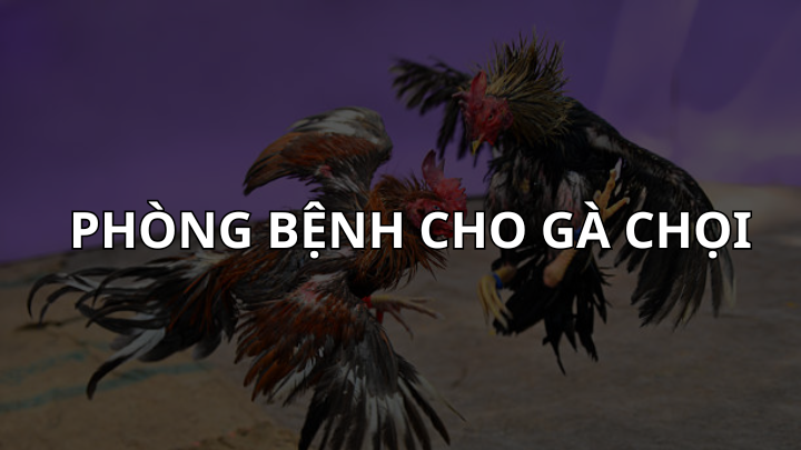 Phòng bệnh cho gà chọi - Bí quyết từ chuyên gia daga88