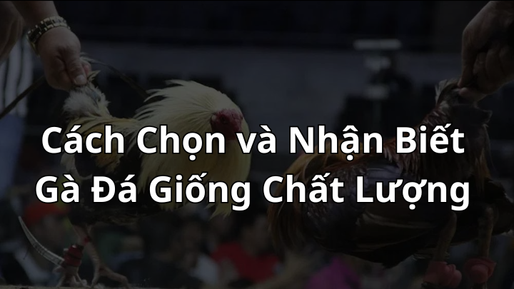 Cách Chọn và Nhận Biết Gà Đá Giống Chất Lượng