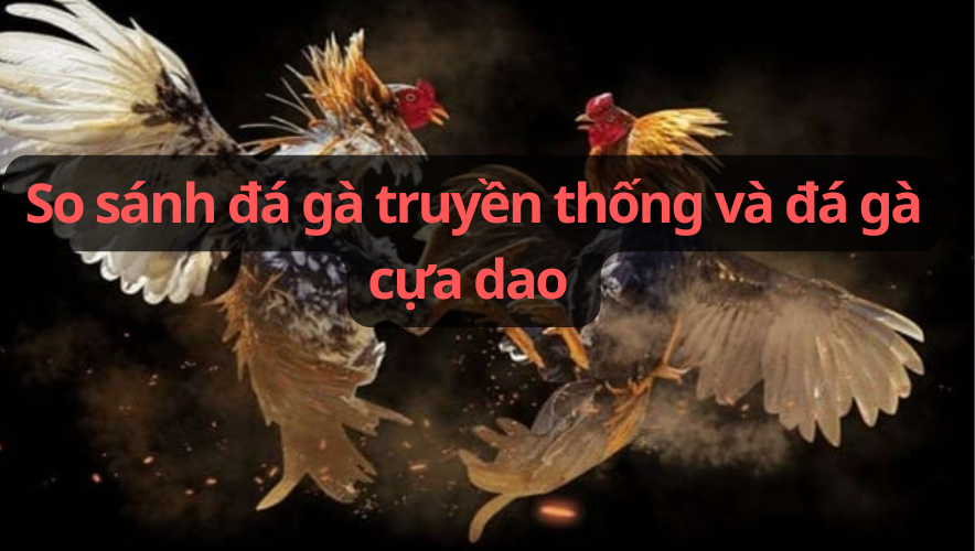 So sánh đá gà truyền thống và đá gà cựa dao trong các trận trực tiếp 
