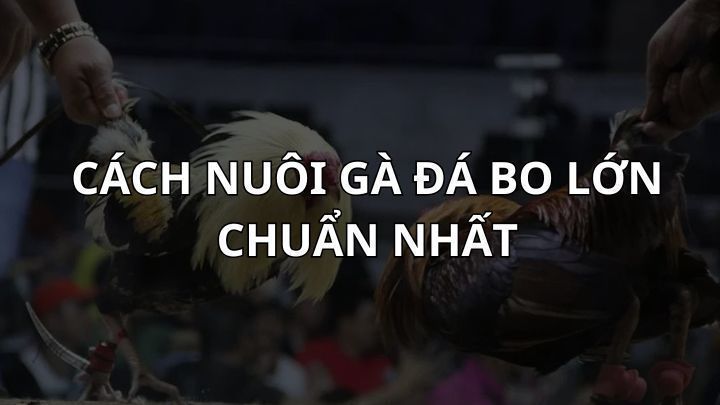 Cách Nuôi Gà Đá Bo Lớn Chuẩn Nhất