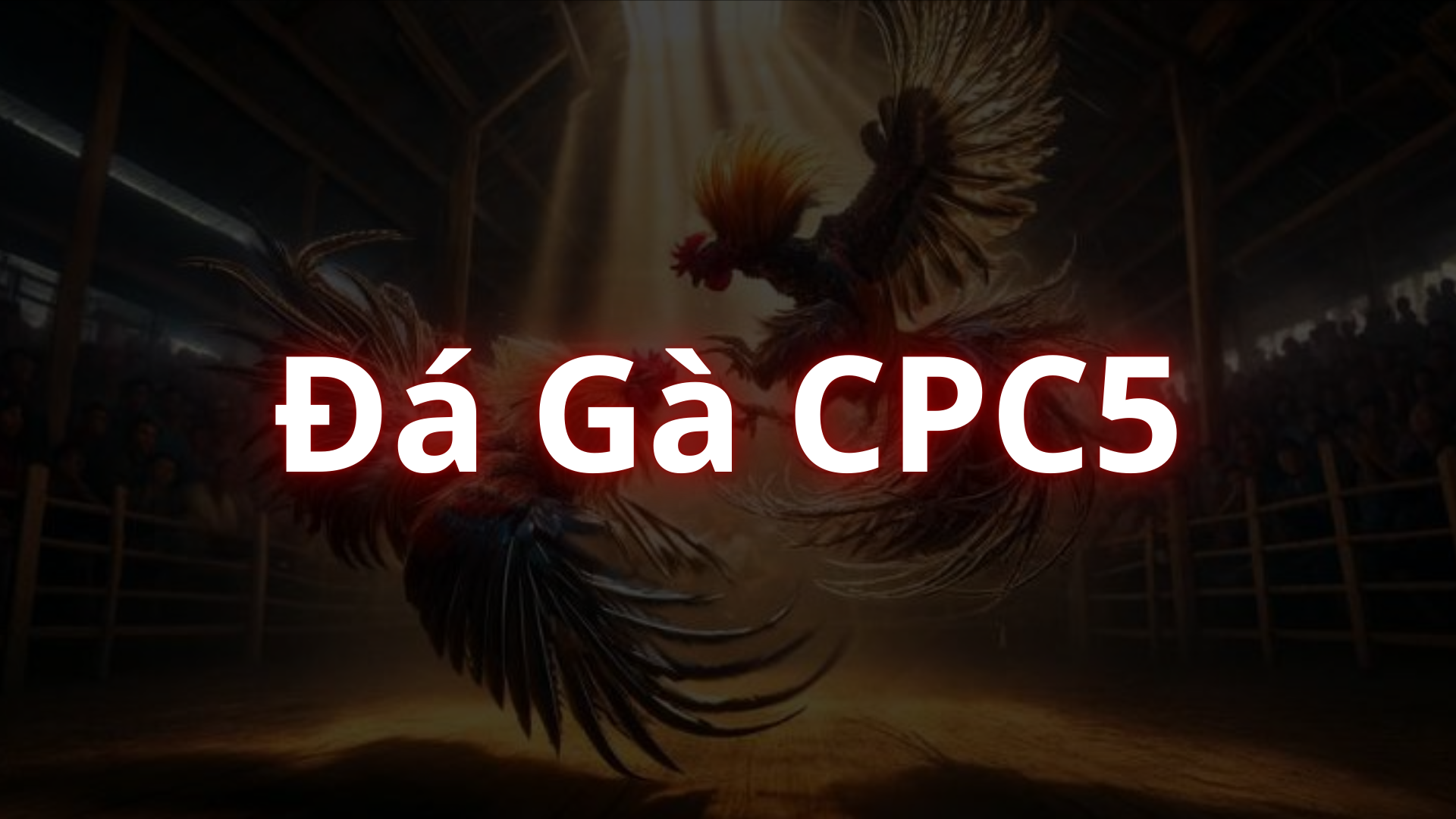 Đấu trường C5